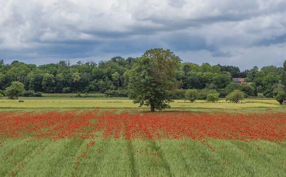 Loire Valley & Chambord E-Bike Tour with Food Tasting
