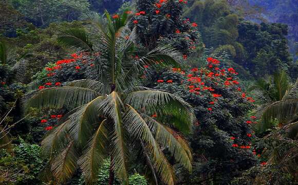 Blue Mountain Bike Tour Port Antonio